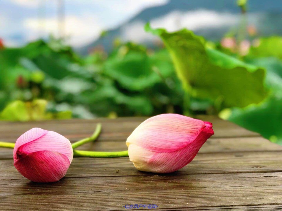 mmexport1530974271937