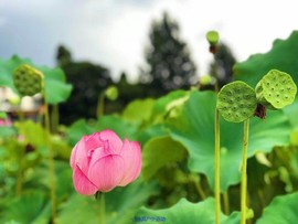 mmexport1530974396678