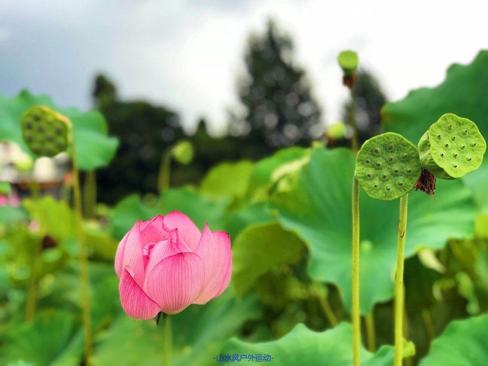 mmexport1530974396678