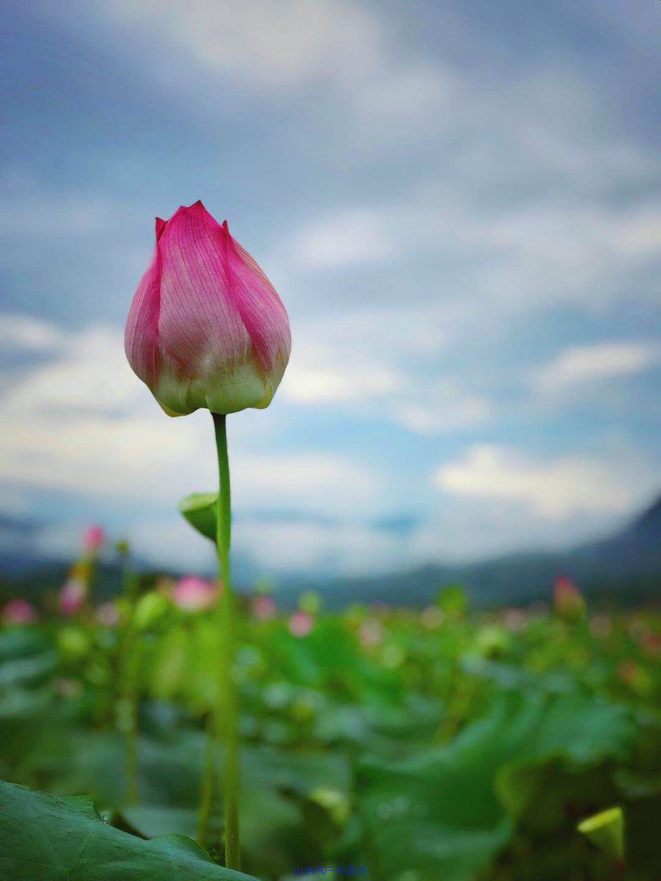 mmexport1530974170670