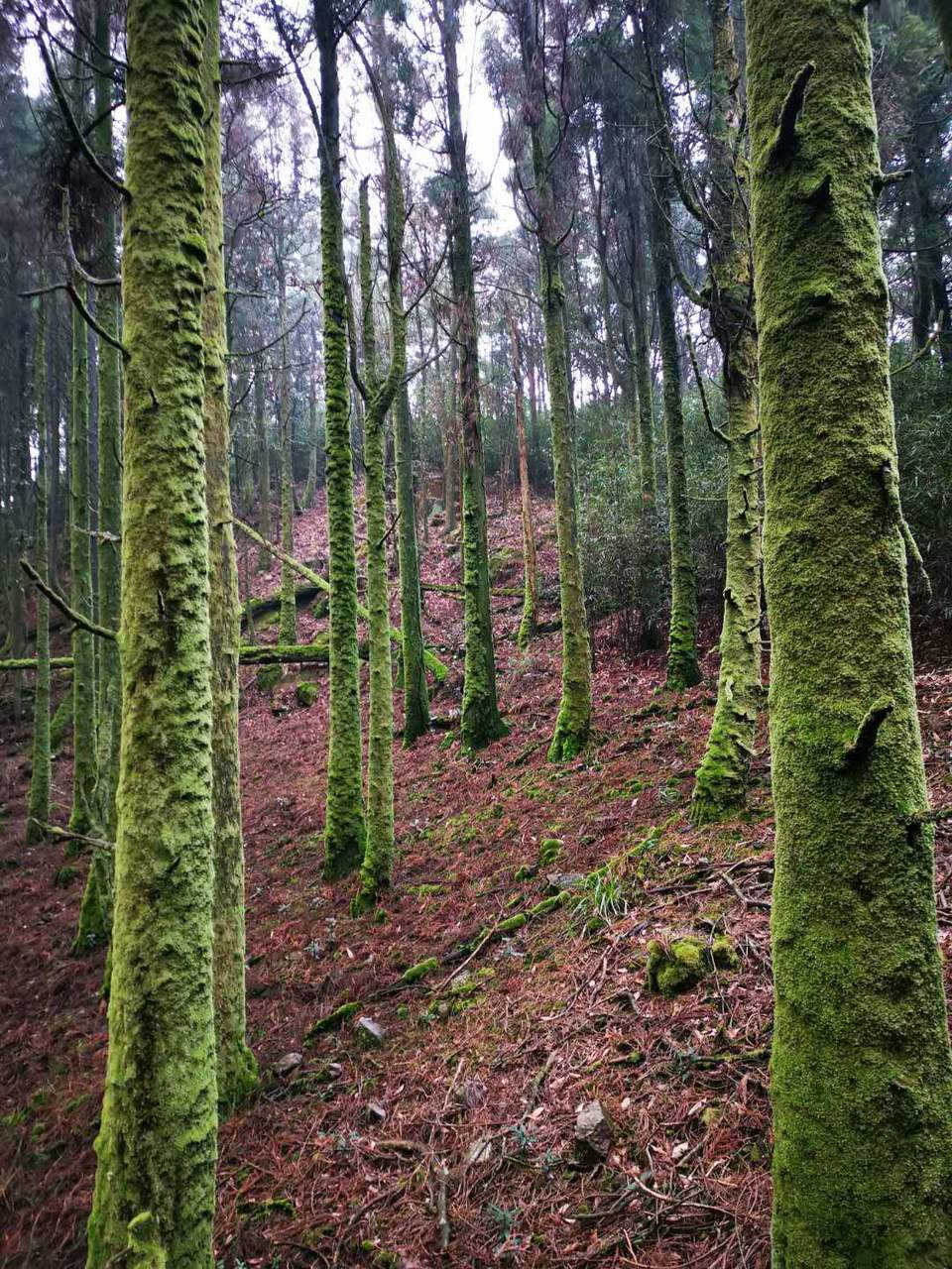 一尖之留雪嶂松树林