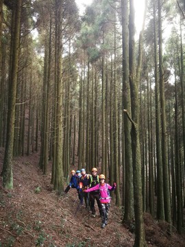 一尖之留雪嶂松树林