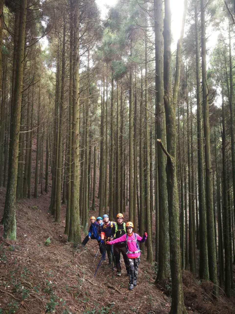 一尖之留雪嶂松树林