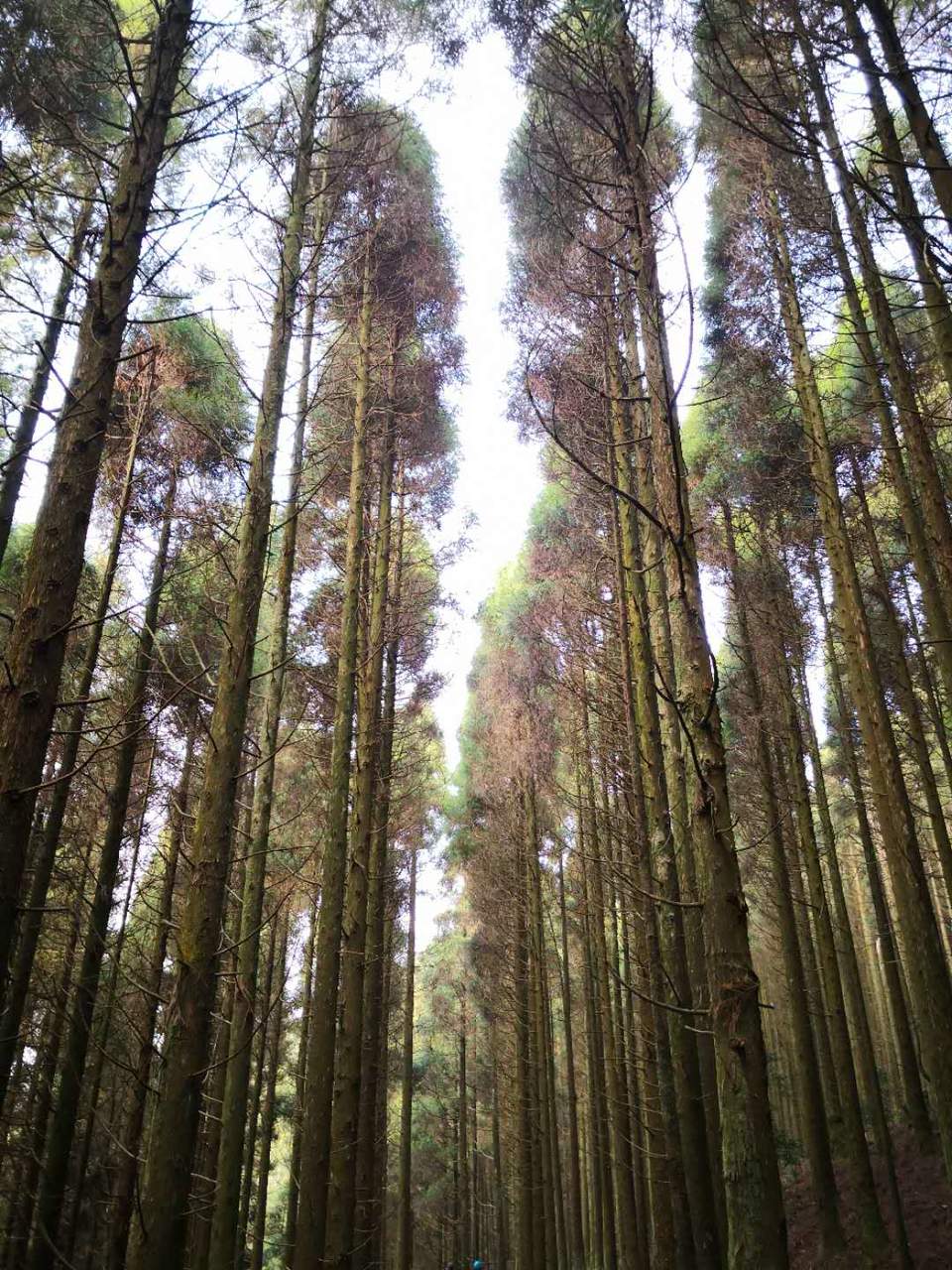 一尖之留雪嶂松树林