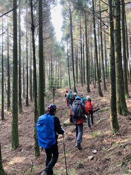 一尖之留雪嶂松树林