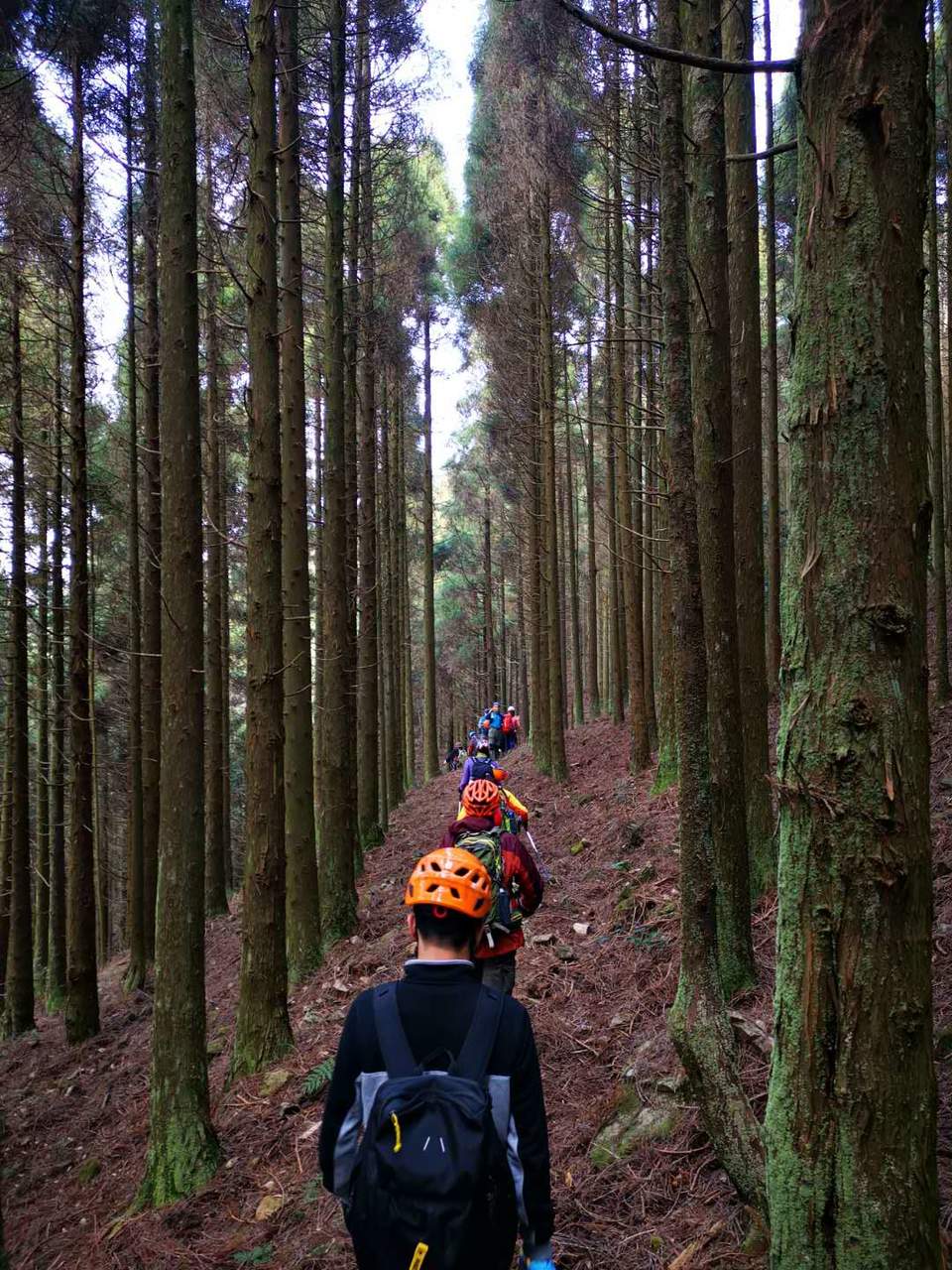一尖之留雪嶂松树林