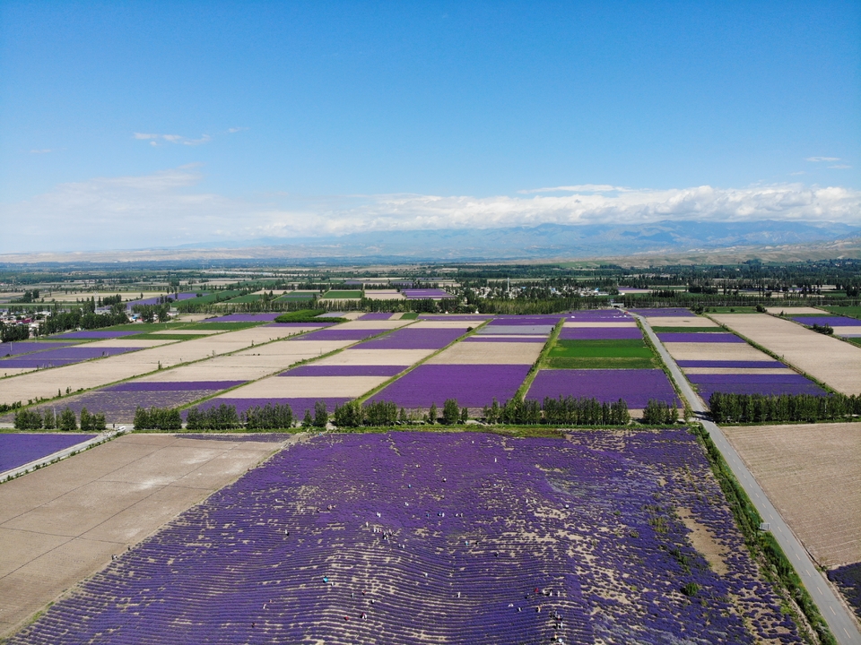 2019.06.15新疆行之薰衣草庄园