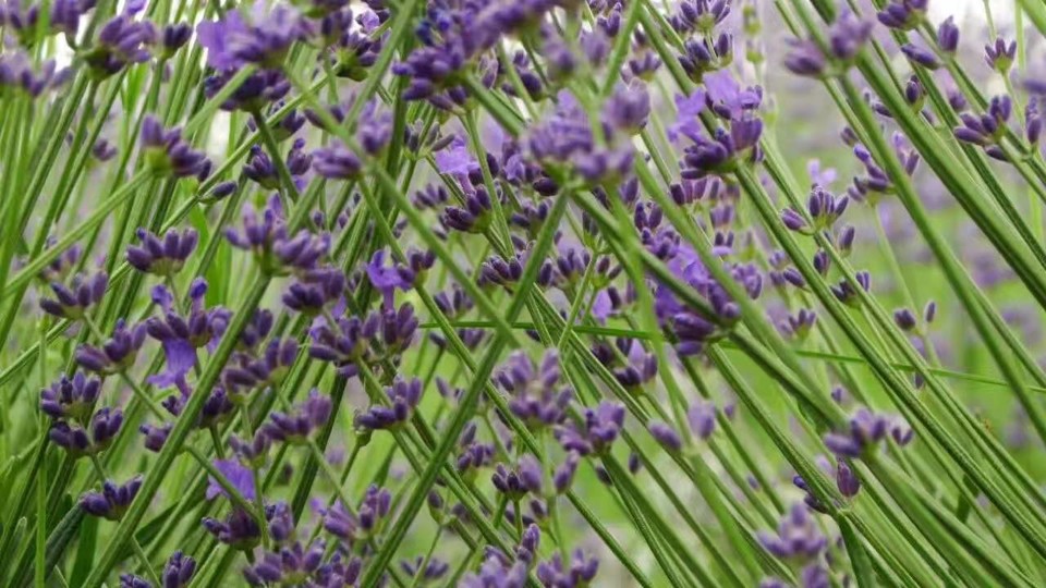 2019.06.15新疆行之薰衣草