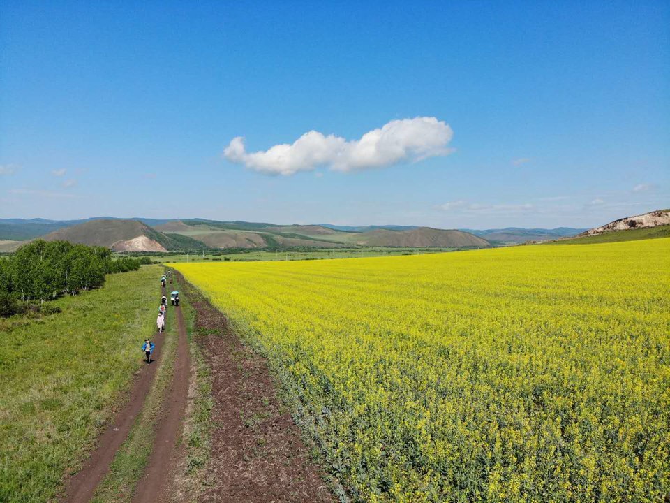 2019.07.05呼伦贝尔之草原花田徒步