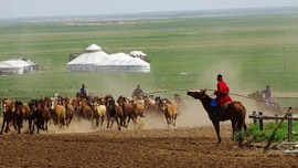 2019.07.05呼伦贝尔之陈巴尔虎马之舞表演