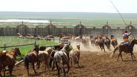 2019.07.05呼伦贝尔之陈巴尔虎马之舞表演