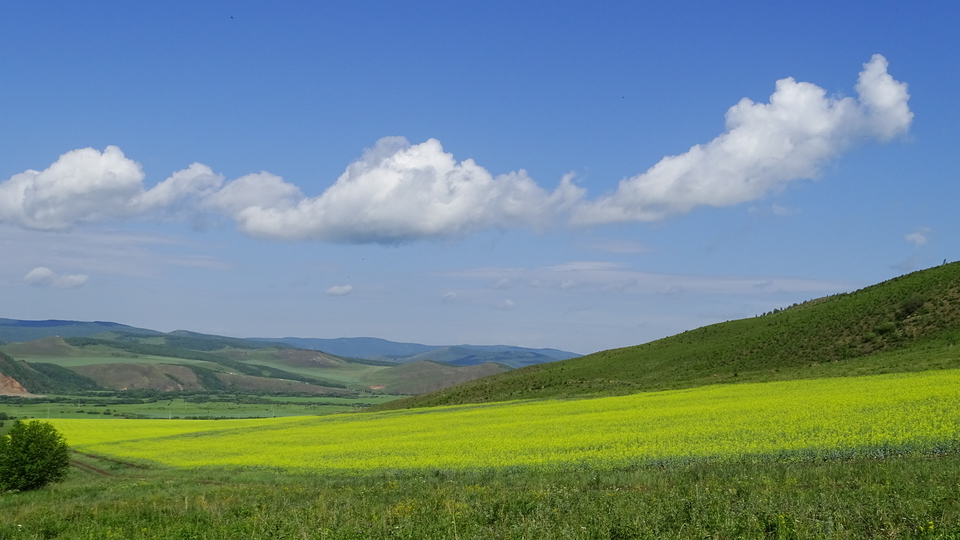 2019.07.05呼伦贝尔之恩和小镇的油菜花