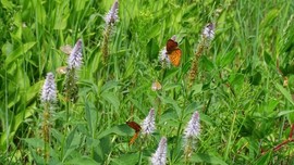 2019.07.05呼伦贝尔之花，草，蝶