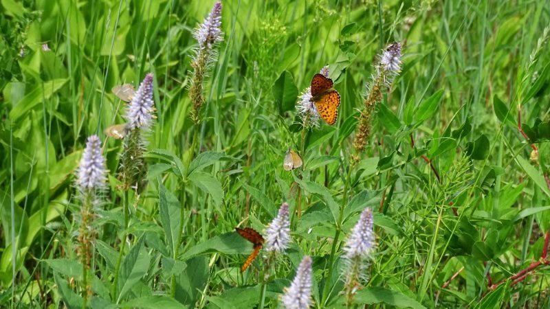 2019.07.05呼伦贝尔之花，草，蝶
