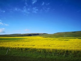 2019.07.27青海湖7