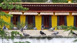 2019.经典西藏行20