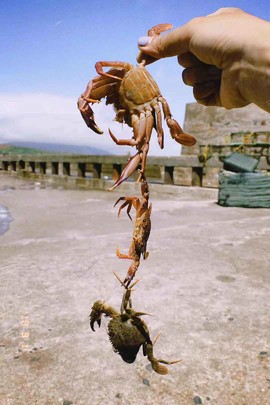 2019.东庠岛&阿嬷家的海22