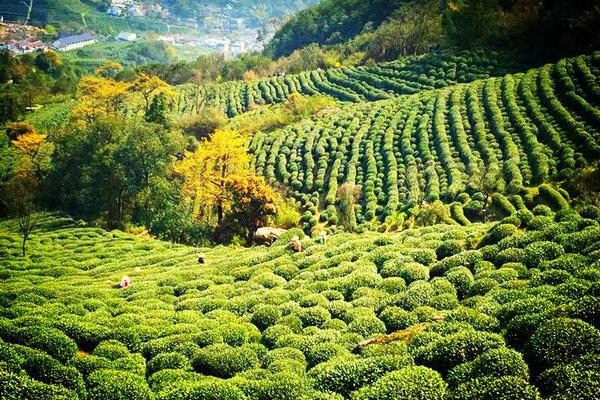 周末终于放晴！杭州最地道的茶味登山线这么走……必须收藏！