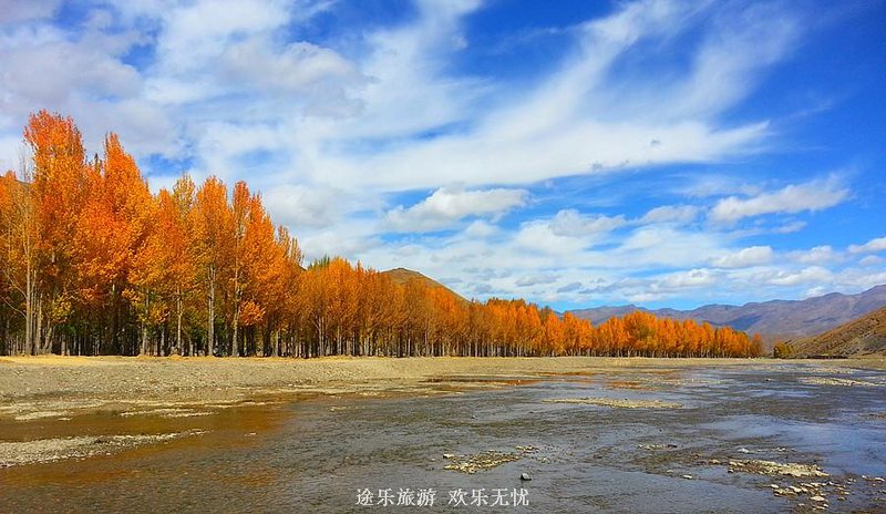 稻城边青杨林.jpg