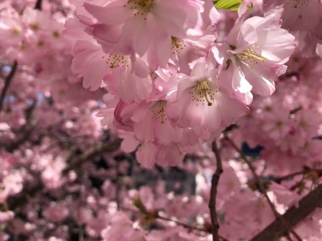 【三郎镇樱花】一朵花坠落的速度 , 连时间都放慢了脚步