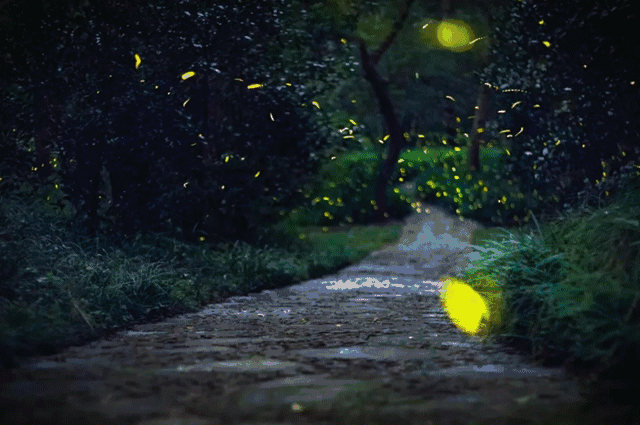 【萤火虫秘境】夜空中最亮的星,让我们一起相约这个奇妙之夜