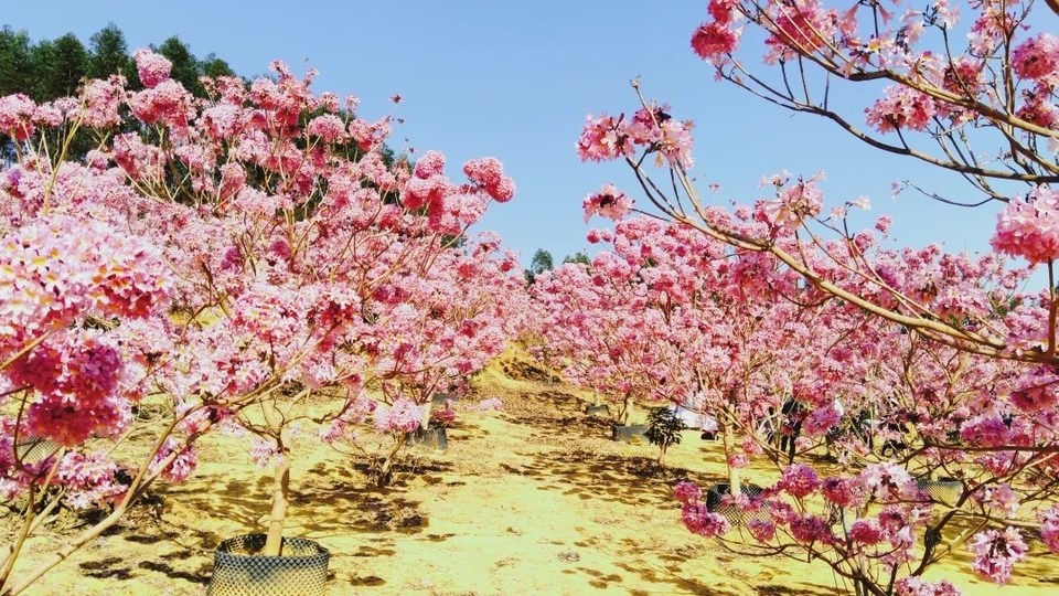 2b43b05b5902e5a83040d44925b09f8e-sz_665455