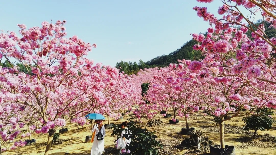 3bbe725dea29297cd0965122acf21a6b-sz_611484