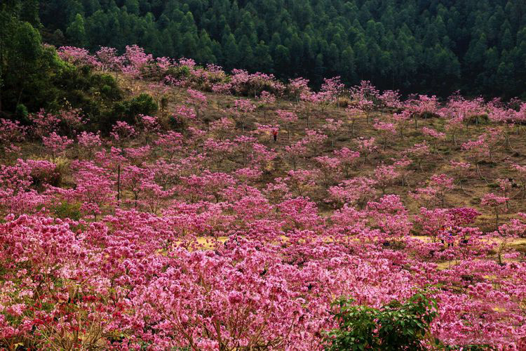 04e0c5eece0251511f0d3e45d60d2a1f-sz_446954