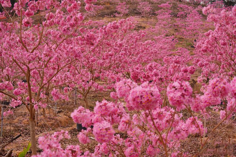 07bb1cd606eb30b2926a0dc2cc8e978b-sz_424507