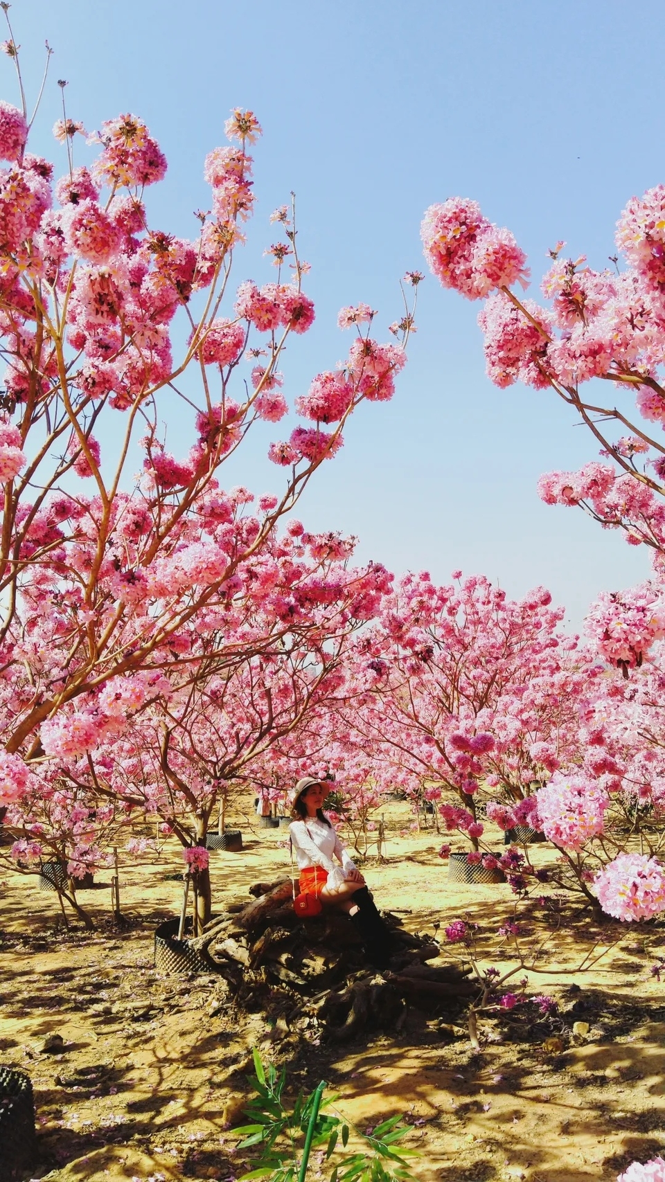 54a5952982dfdd7bf49d232f4b196d9c-sz_1740548