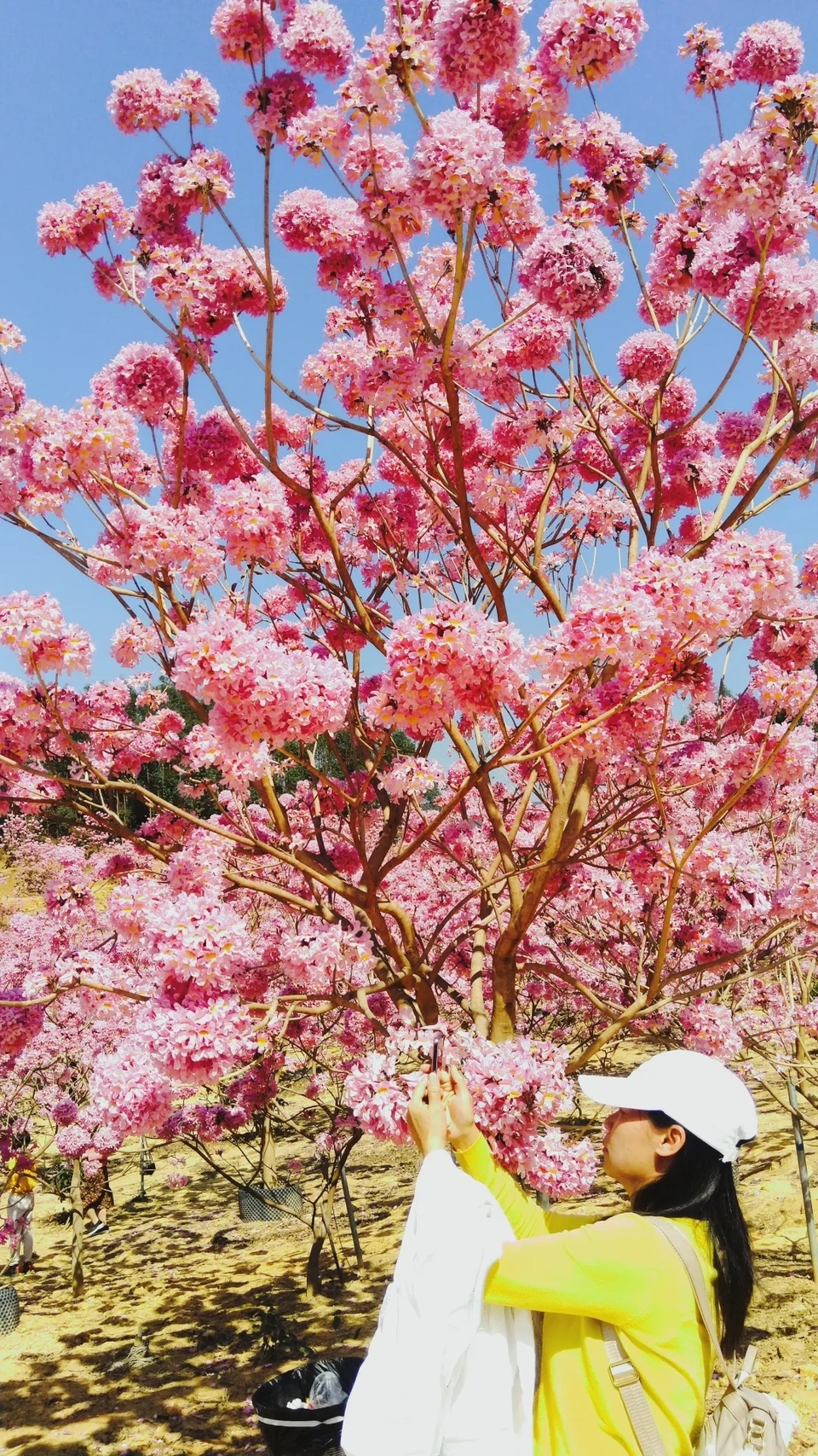 355c151649e31a9c4b13f205f02d6f98-sz_2026034