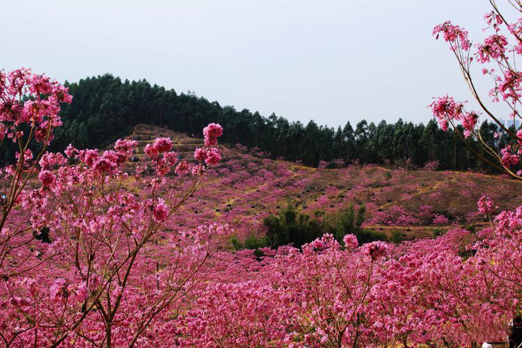 1392ea4b27da8f15b134ddcdc796c892-sz_366859