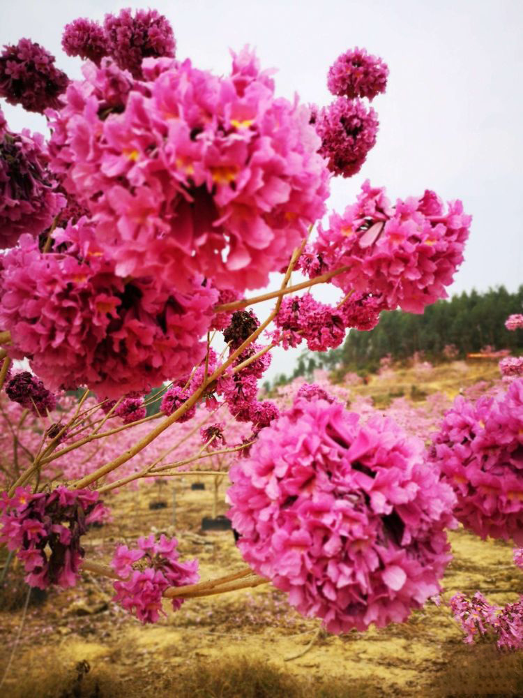 26586c8a11d664b5c1cf97d71b6446a5-sz_516784