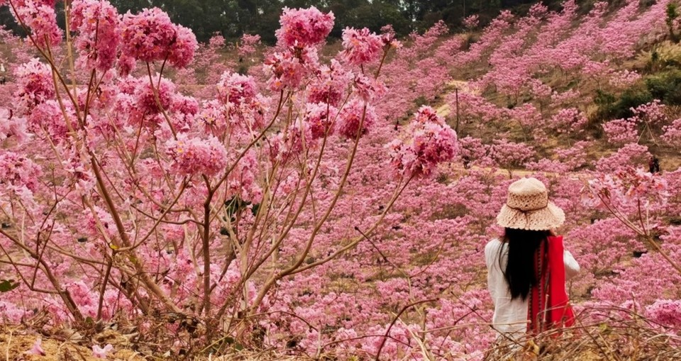 a0d1f83381d4580a58951ce0321a2c9d-sz_434752