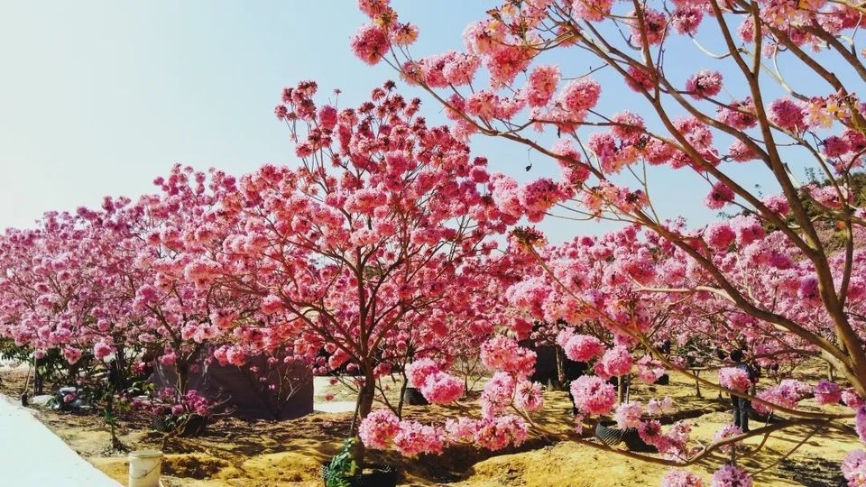 a60bd8be0ff800455090f7b60e957912-sz_612783