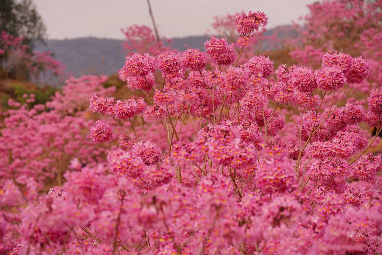 bb338e8e9a27e6d474aa3cd1a53de489-sz_324509