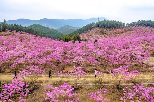 c154c5d596148c19b4e913d2a6895b4d-sz_258946