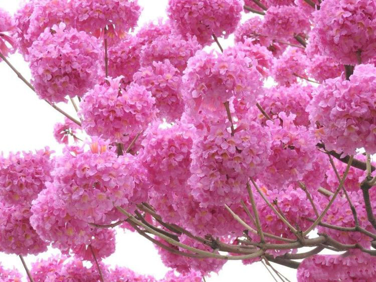 c6897a84ef6ac6fdbc5d6a96c658cf2c-sz_355816