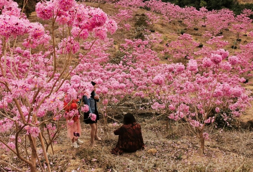 d2ea80eb729923b9222856f1e97be23c-sz_624169