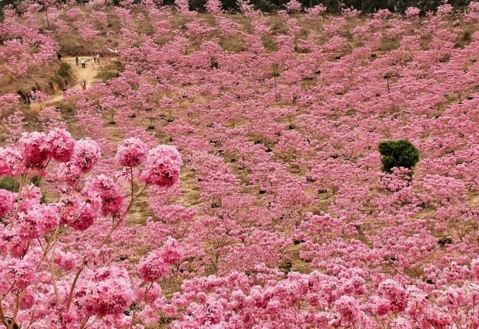 ea42180b1a8918ec0a8999dc9fd4b798-sz_534212