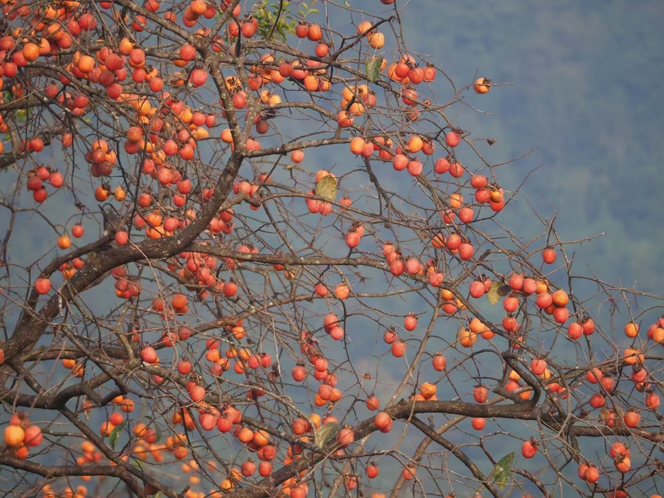 c38fa0de8c2c4d2b5318d85754eed32