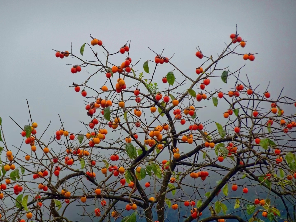 fcc08bfd6aa5e69f2a6e7f48752f582