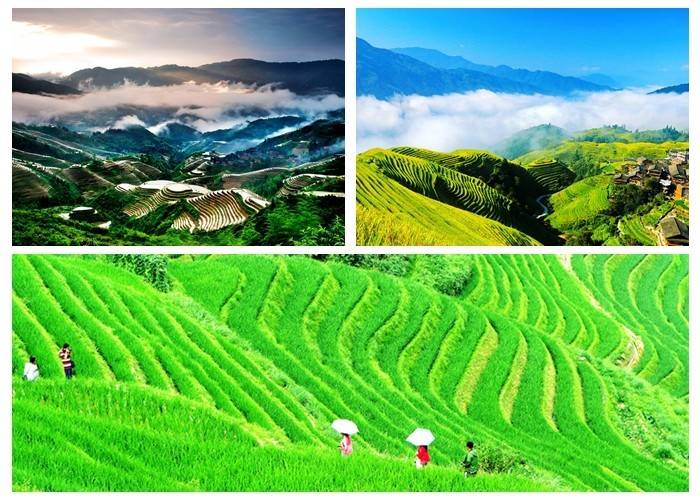 龙脊梯田拼图.jpg