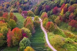 河源上仙湖枫叶