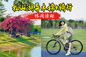 【黄花风铃木】 松山湖黄花风铃木盛开，环湖骑行，打卡华为欧洲小镇 49-69