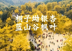 成团了，11.29-30【桐子坳枫叶】银杏第一村丨峡谷万株枫叶林，感受秋天的魅力