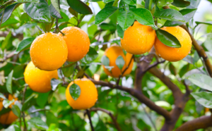 周六【赣南脐橙之乡】脐橙入园任摘任吃，龙南小武当山，玻璃桥玻璃栈道