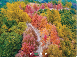 12.20周六【香港大棠枫香林】麦理浩径10段、港版千岛湖徒步 118