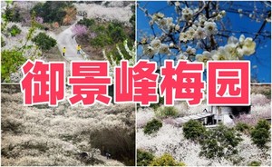 惠州御景峰万亩梅花在怒放，桃花,李花次第开,还有橄榄,枫叶,瀑布,怪坡,青梅酒,冬枣,品农家菜一日游