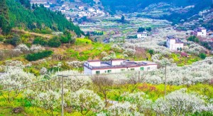 已成团，3.14-15【韶关九峰花海】探寻九峰花海，打卡金鸡岭 ，坪石油菜花海。报名付定金